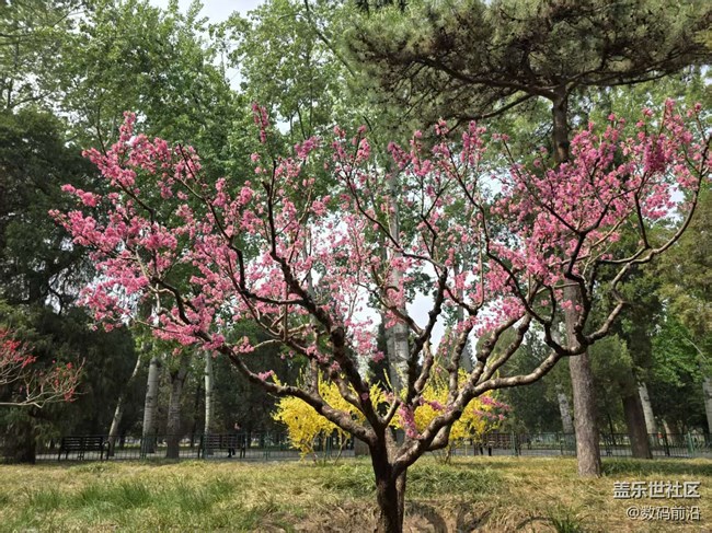 【拈花拾趣】花無貴賤之分
