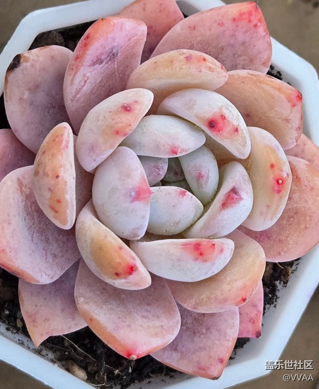 【拈花拾趣】+多肉