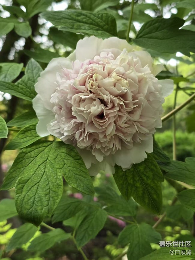 【拈花拾趣】花開花落又一春