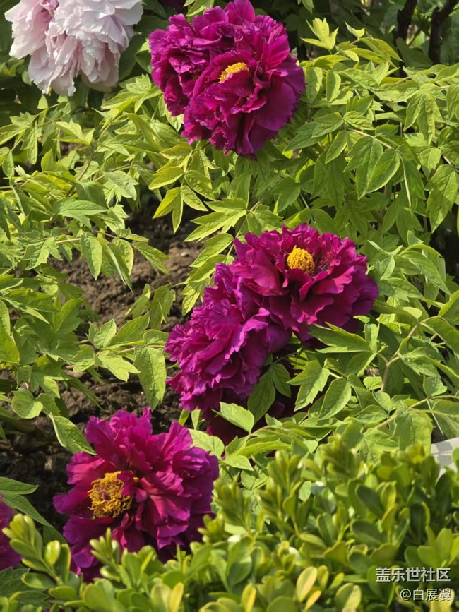 【拈花拾趣】花開花落又一春