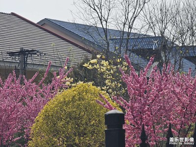 【市井長巷】+建筑與花叢