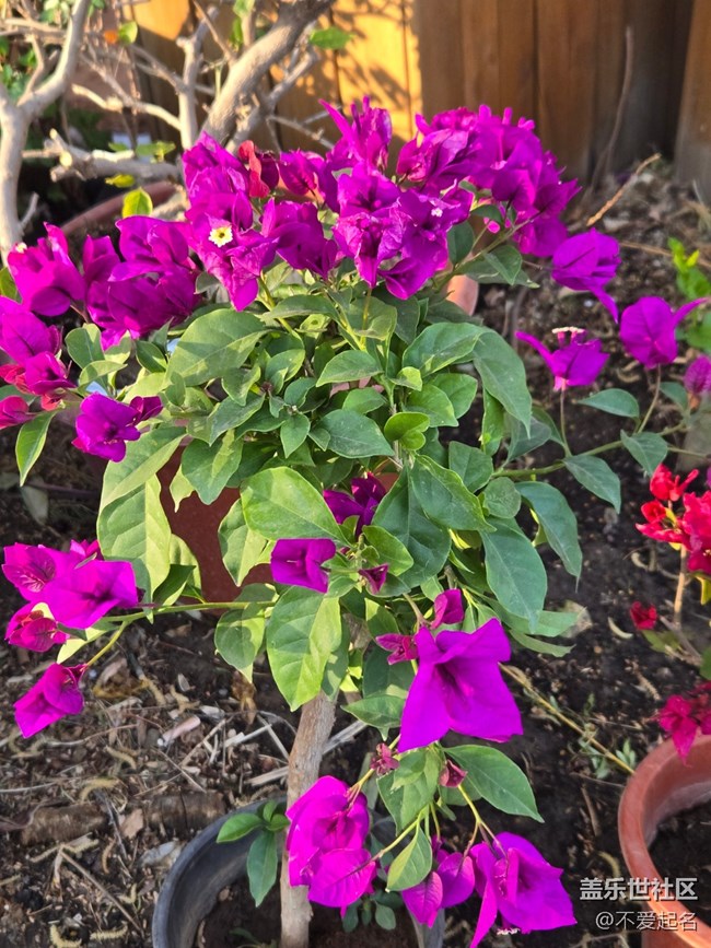 #擁抱大自然——滿店芬芳