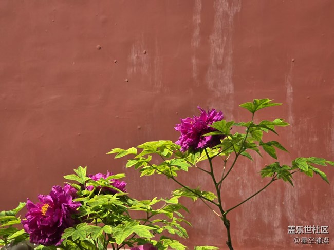 【拈花拾趣】白里透紅與眾不同