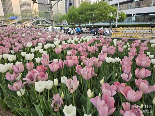 【拈花拾趣】郁金香花開(kāi)