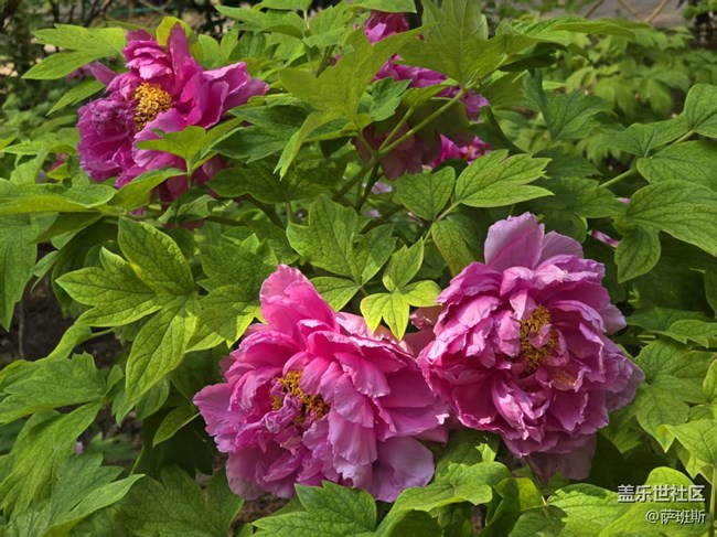 【拈花拾趣】稀有品質(zhì)牡丹花賞