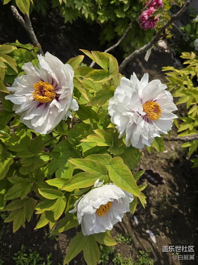 【拈花拾趣】花開花落又一春