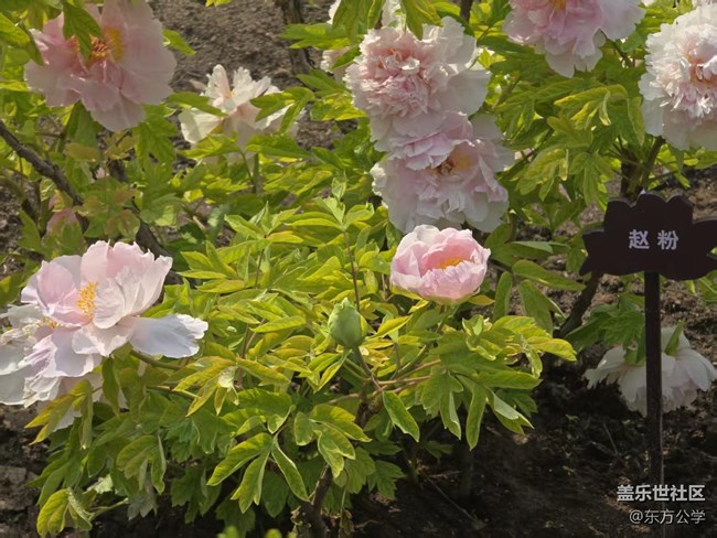 【拈花拾趣】花王爭奇斗艷