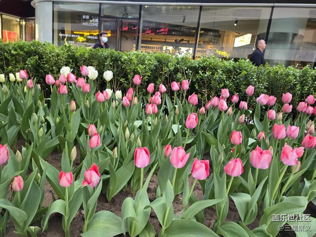 【拈花拾趣】郁金香花開(kāi)