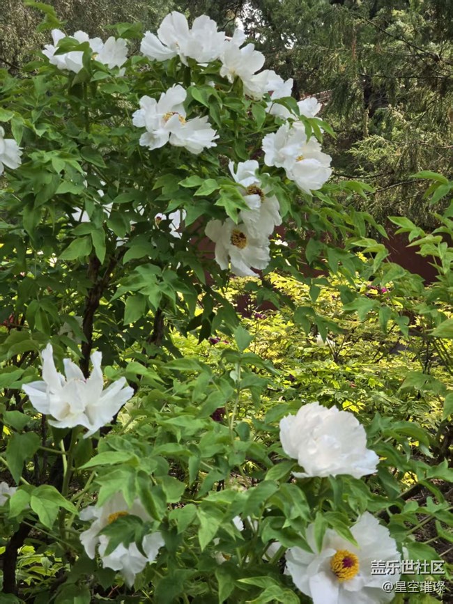 【拈花拾趣】白里透紅與眾不同