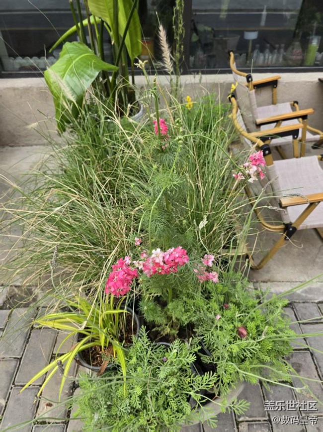 【拈花拾趣】默默無(wú)聞的花兒