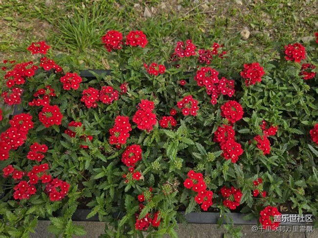 【拈花拾趣】平凡也能奉獻美好