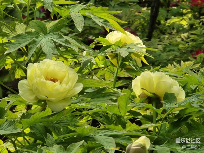 【拈花拾趣】國(guó)色天香