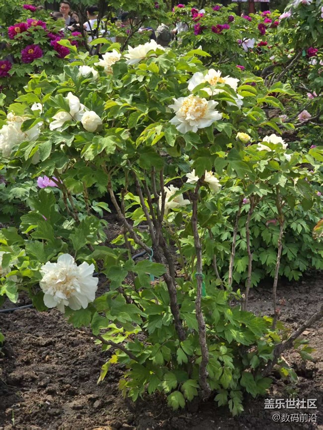 【拈花拾趣】花無貴賤之分