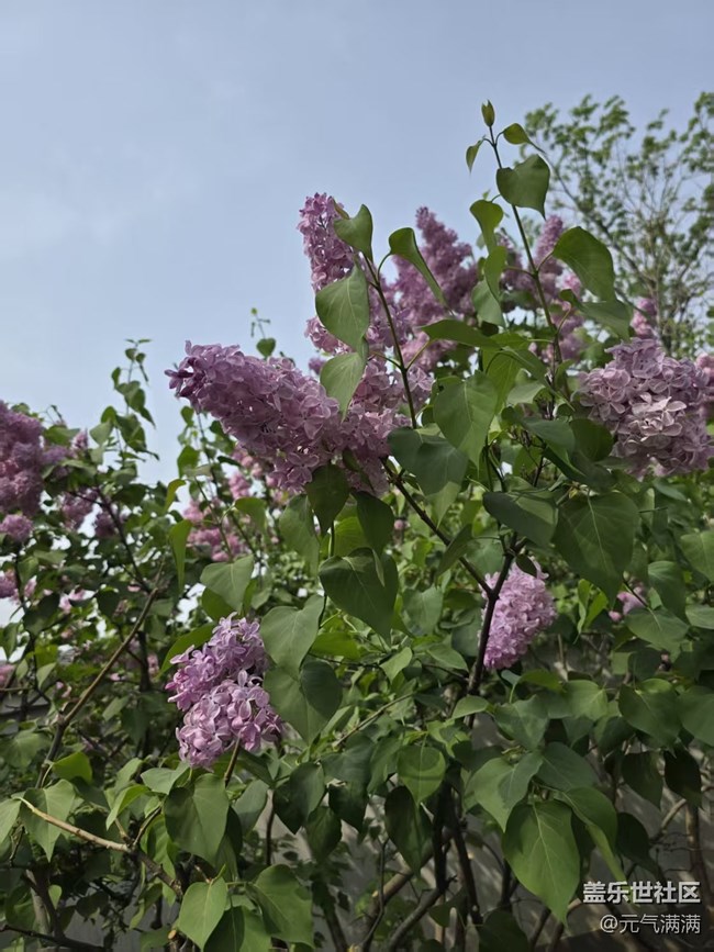 【拈花拾趣】丁香桃花相應(yīng)紅
