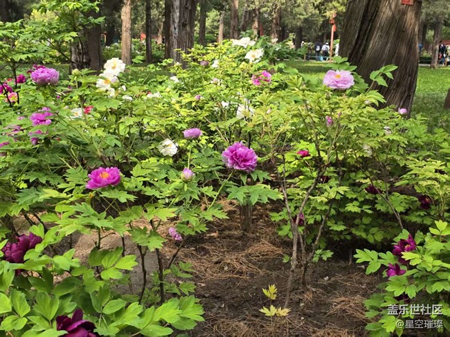 【拈花拾趣】白里透紅與眾不同