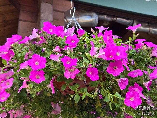 #擁抱大自然——滿店芬芳