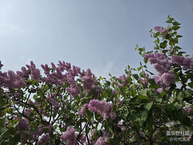 【拈花拾趣】丁香桃花相應(yīng)紅