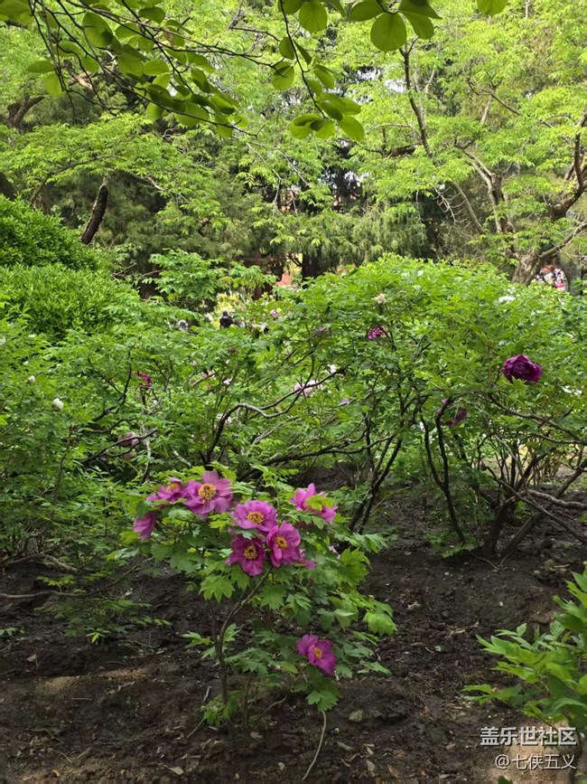 【拈花拾趣】爭奇斗艷 不予雷同