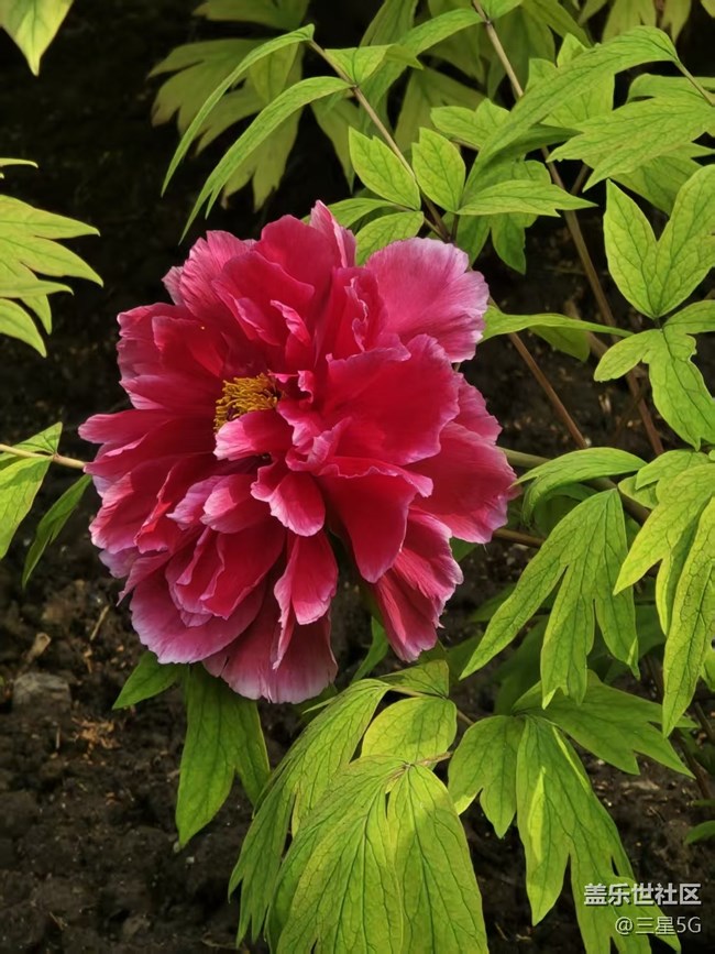 【拈花拾趣】國(guó)色天香