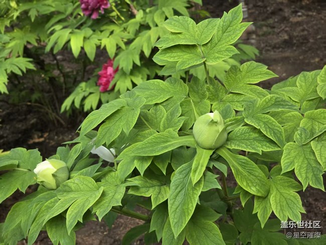 【拈花拾趣】白里透紅與眾不同