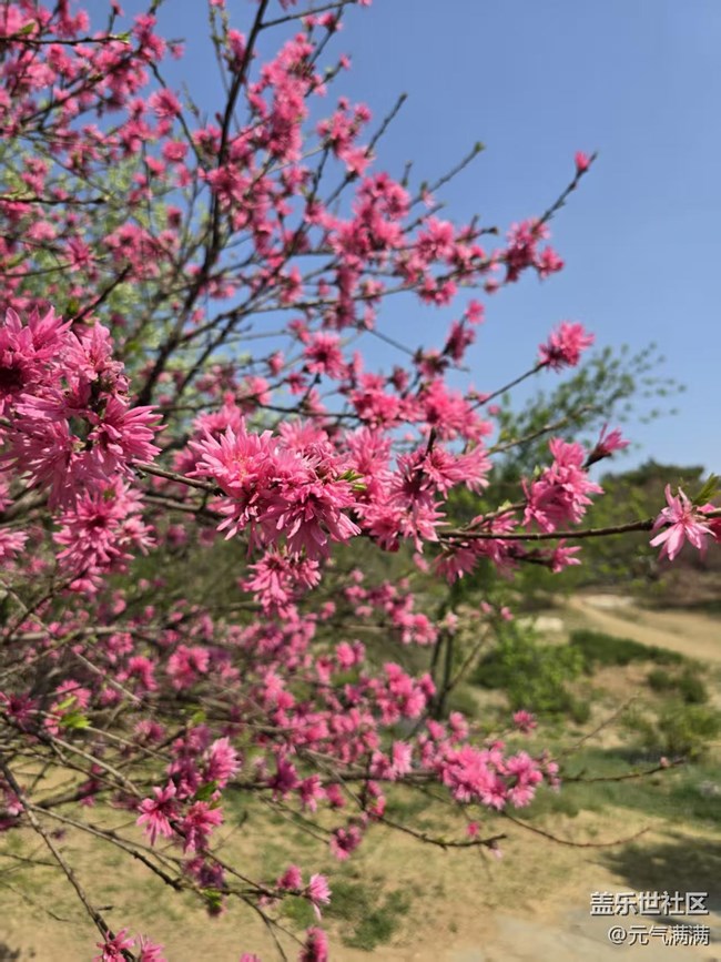 【拈花拾趣】丁香桃花相應(yīng)紅