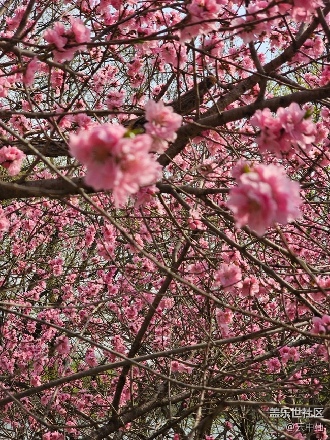 【拈花拾趣】萬花飛