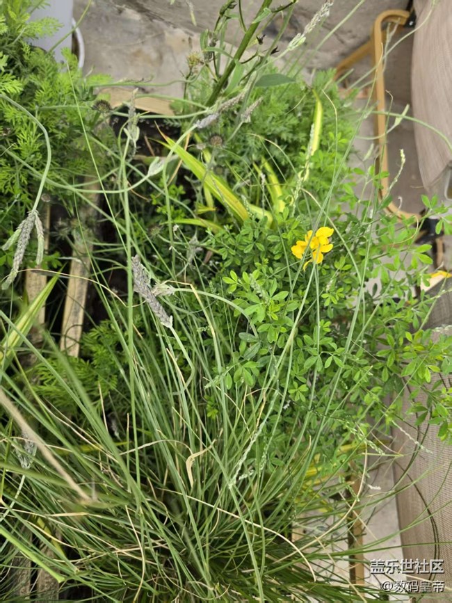 【拈花拾趣】默默無(wú)聞的花兒