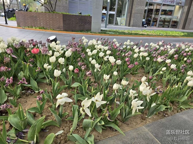 【拈花拾趣】花無貴賤之分