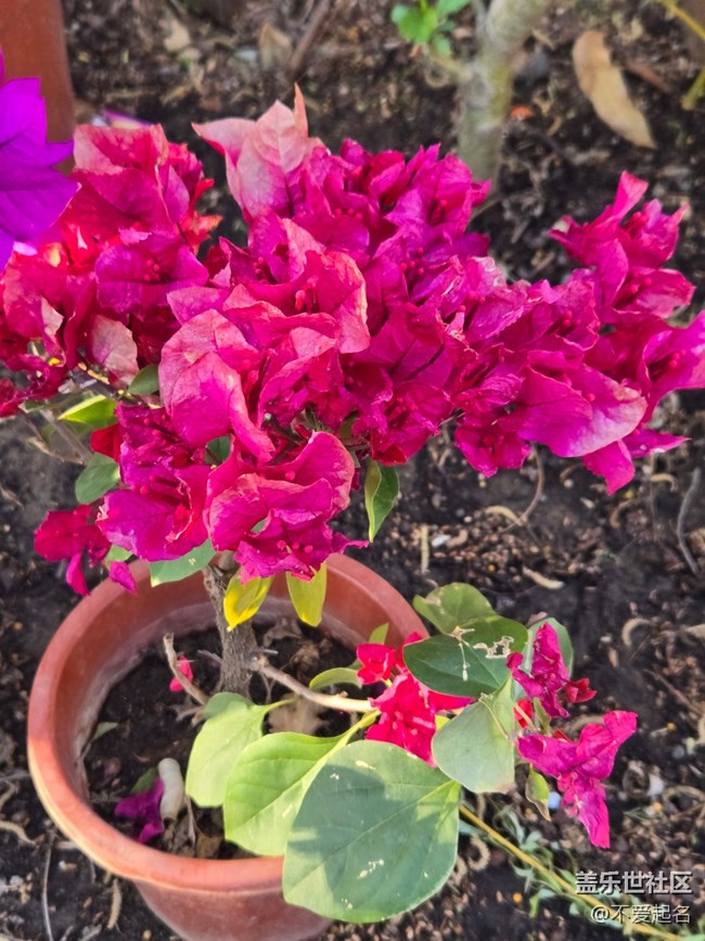 #擁抱大自然——滿店芬芳