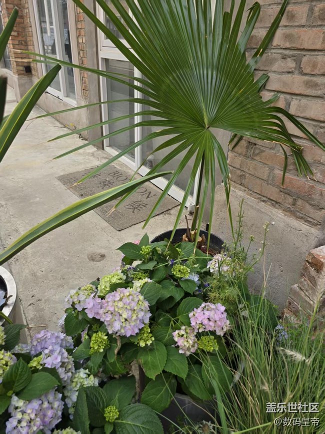 【拈花拾趣】默默無(wú)聞的花兒