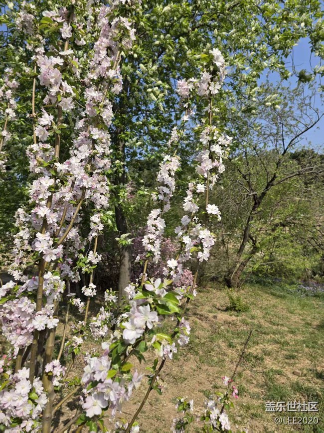 【拈花拾趣】轉瞬即逝的春天