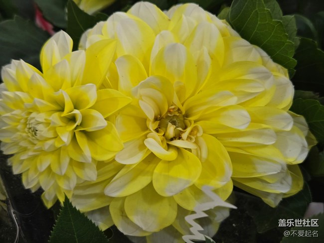 【拈花拾趣】絢爛華章
