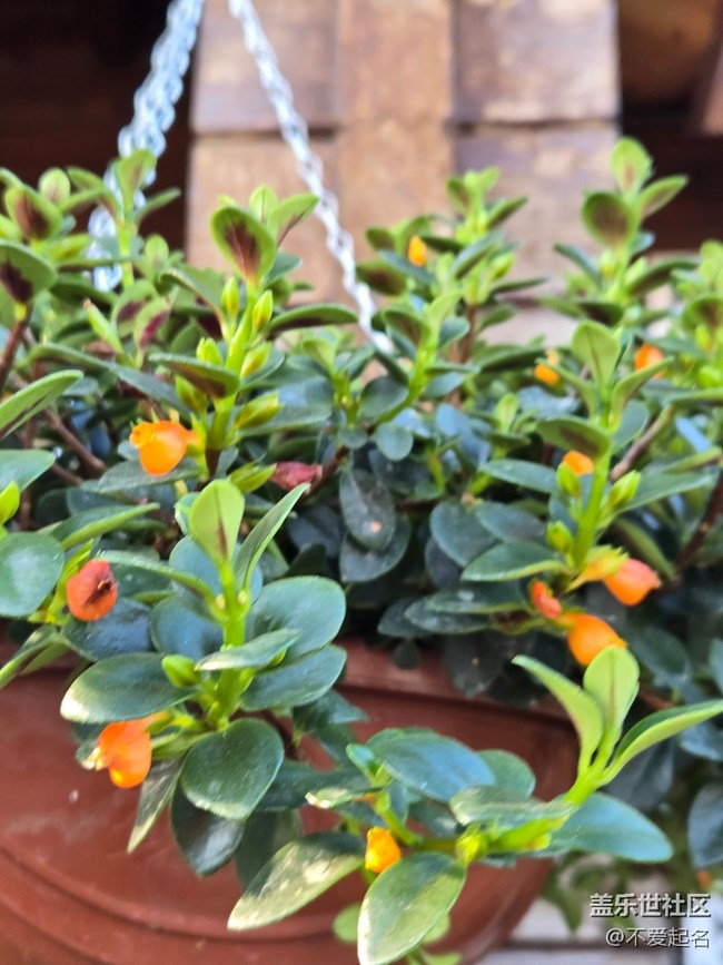 #擁抱大自然——滿店芬芳