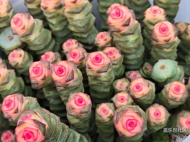 【拈花拾趣】+多肉