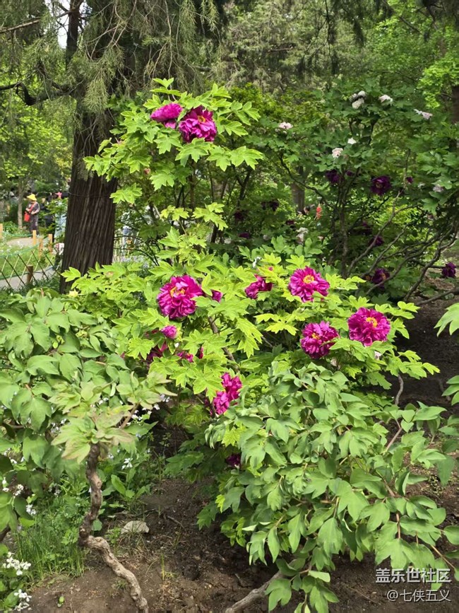 【拈花拾趣】爭奇斗艷 不予雷同