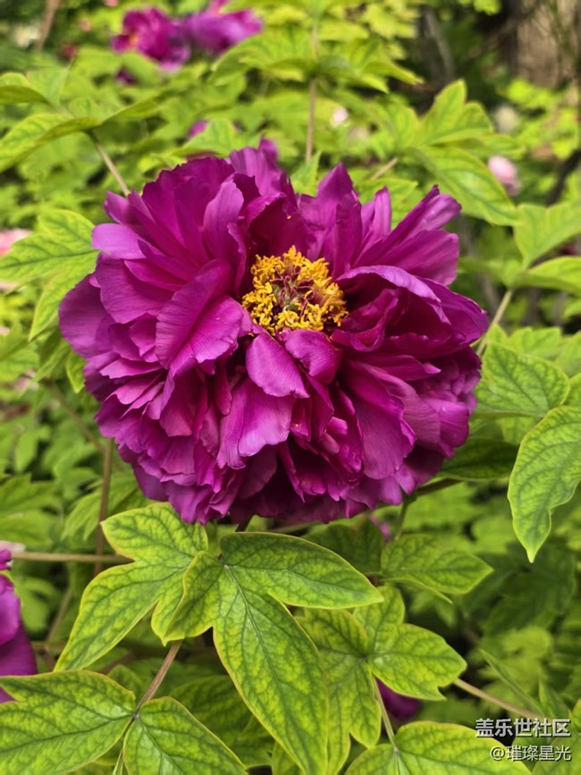 【拈花拾趣】牡丹花開動京城