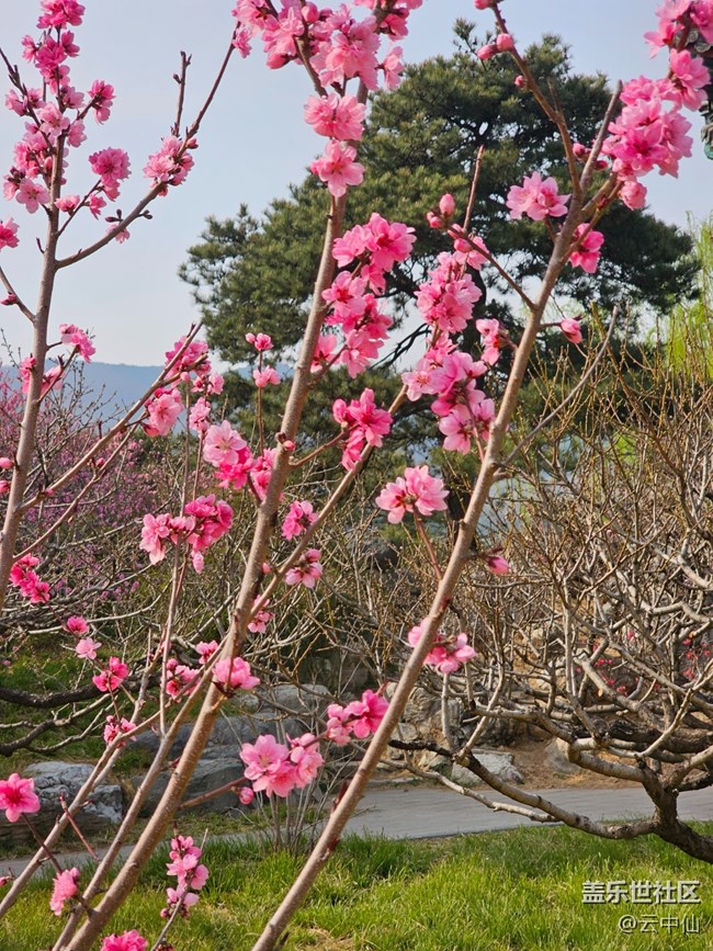 【拈花拾趣】山上看花