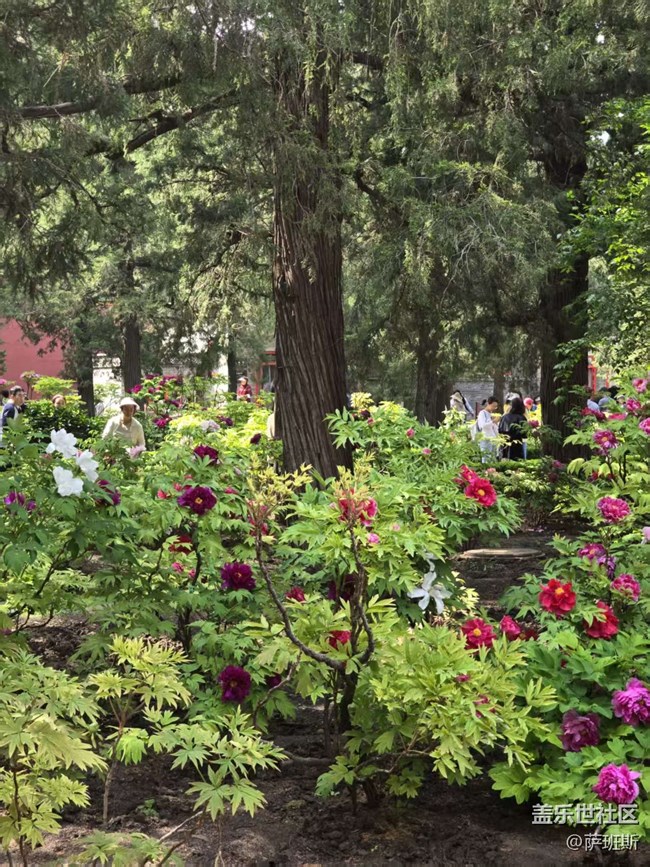 【拈花拾趣】稀有品質(zhì)牡丹花賞