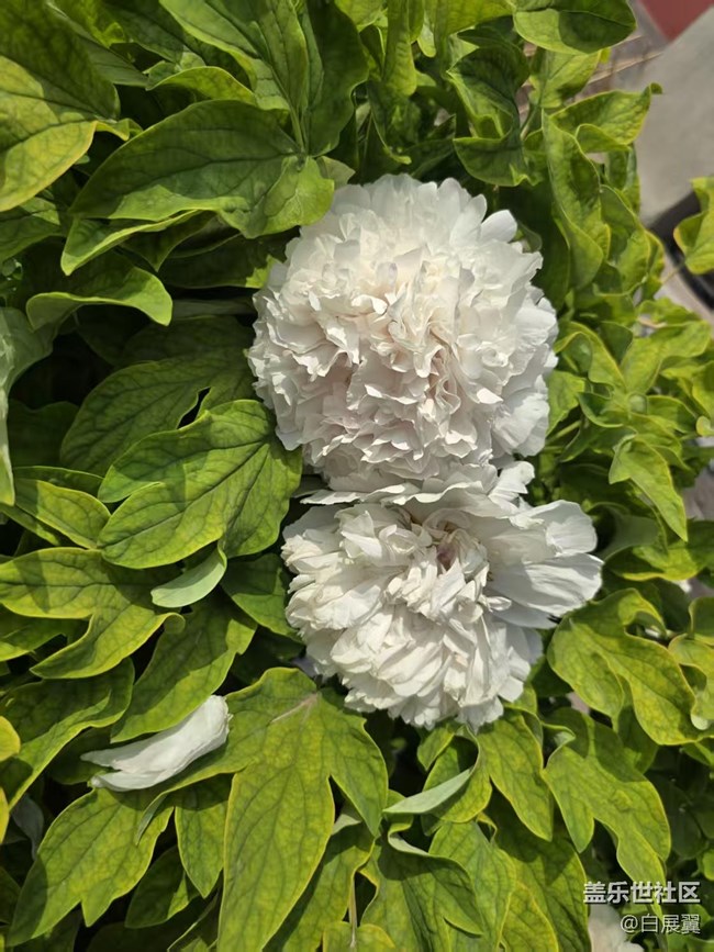 【拈花拾趣】花開花落又一春