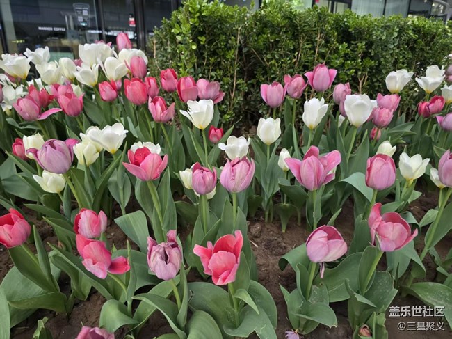 【拈花拾趣】郁金香花開(kāi)