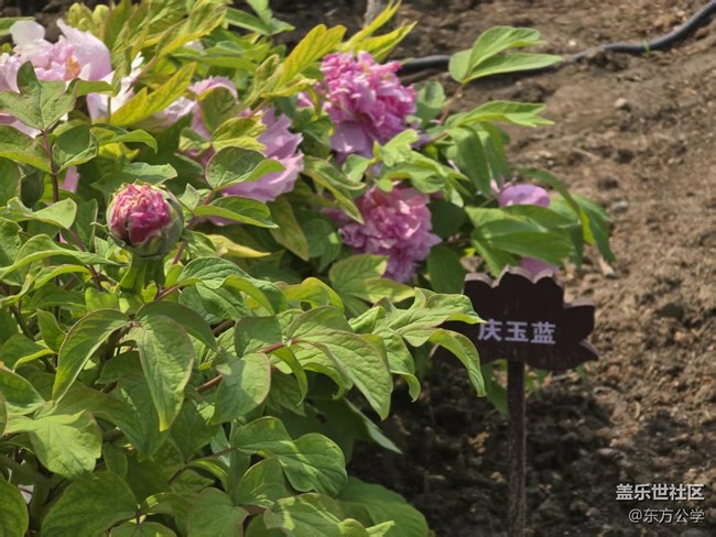 【拈花拾趣】花王爭奇斗艷