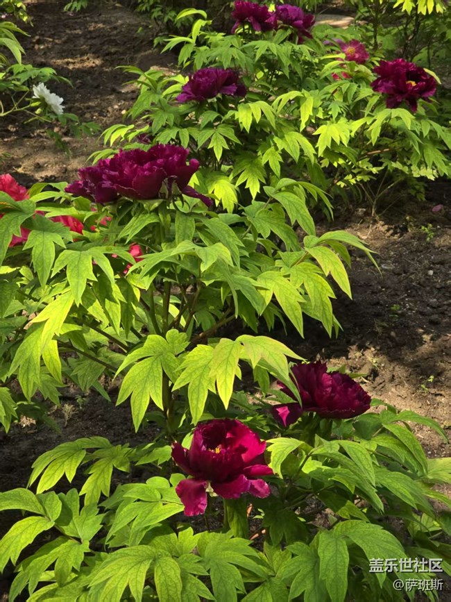 【拈花拾趣】稀有品質(zhì)牡丹花賞