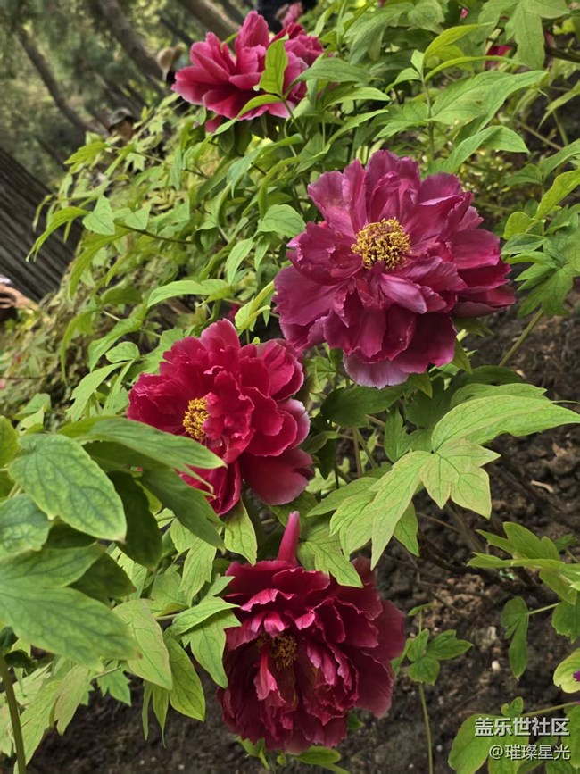 【拈花拾趣】牡丹花開動京城