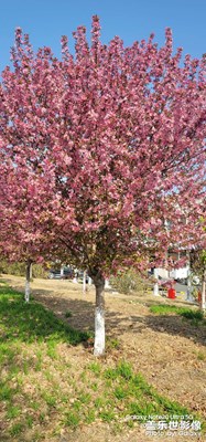 【市井長巷】+綠化隨拍