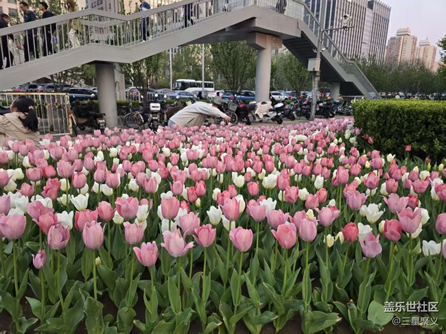 【拈花拾趣】郁金香花開(kāi)