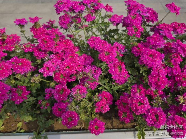 【拈花拾趣】平凡也能奉獻美好