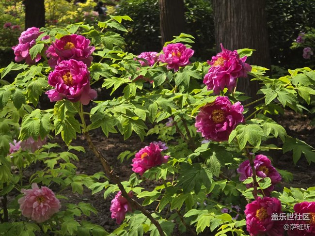 【拈花拾趣】稀有品質(zhì)牡丹花賞
