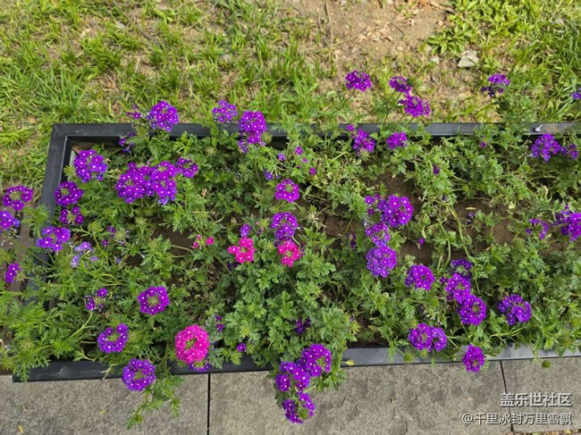 【拈花拾趣】平凡也能奉獻美好