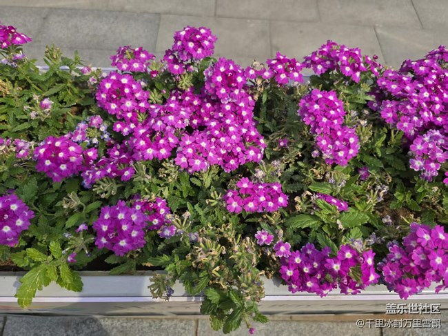 【拈花拾趣】平凡也能奉獻美好