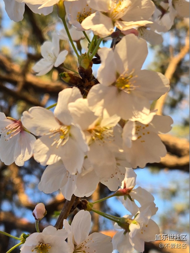 【拈花拾趣】花團錦簇